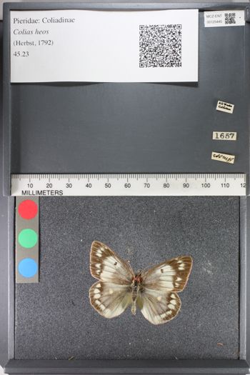 Media type: image;   Entomology 125445